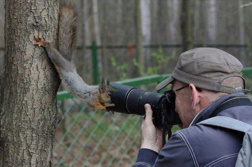 Jehovas Witness Squirrel