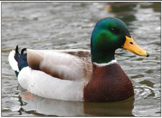 Actual Advice Mallard