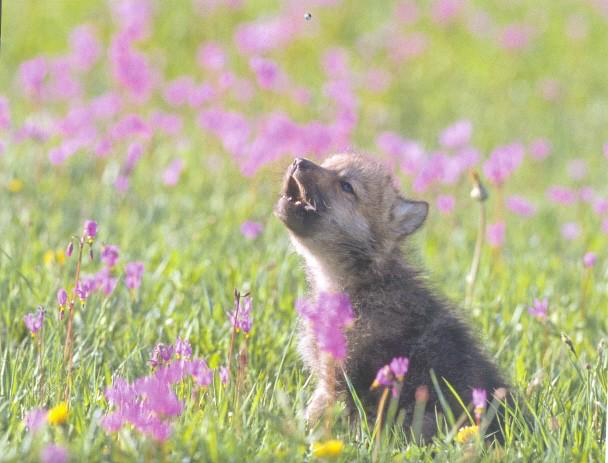 Baby Insanity Wolf