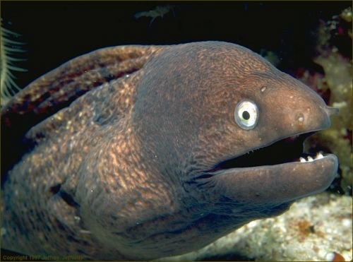 Bad Joke Eel