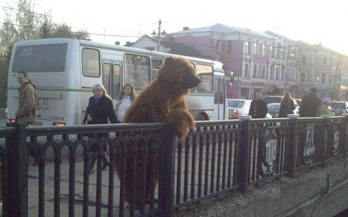 City Bear