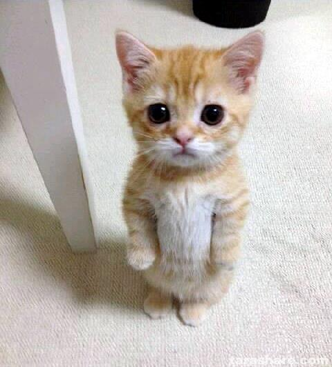 Cute Cat