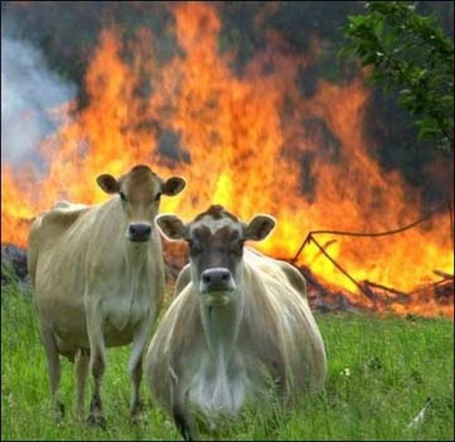 Evil Cows