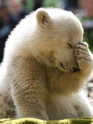 Facepalm Bear