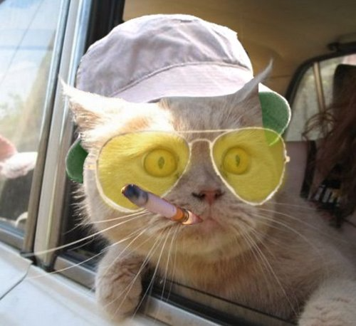 Fear And Loathing Cat