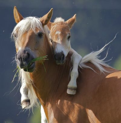 Foal Of Mine