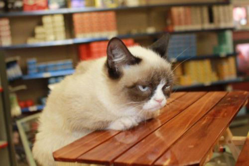 Grumpy Cat Table