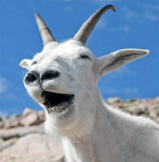 Laughing Goat