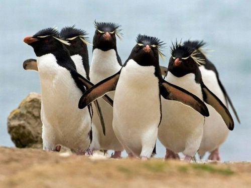 Penguin Gang