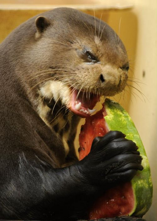 Self Loathing Otter