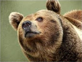 Smug Bear