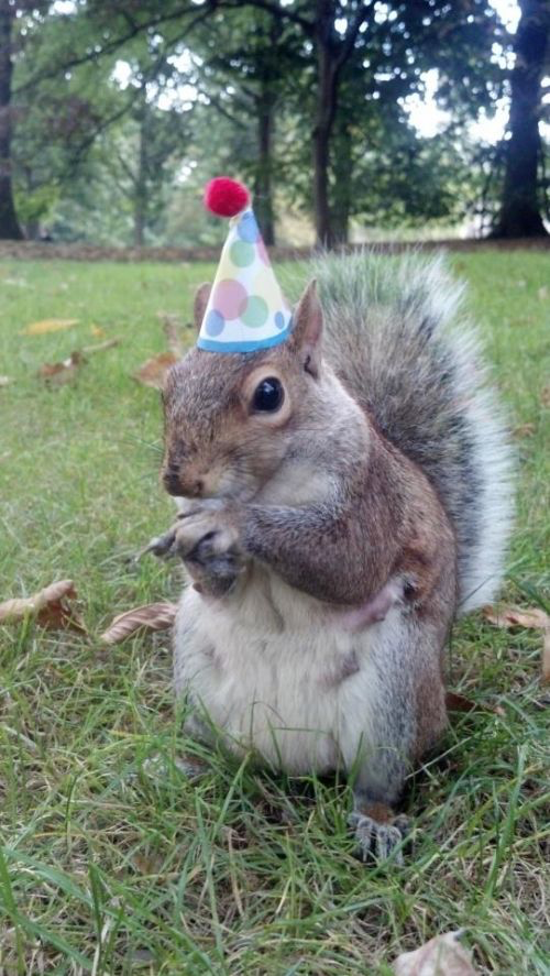 Super Birthday Squirrel